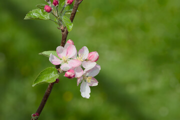 apple blossom on a tree branch close-up