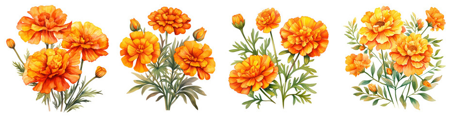 Watercolor marigold clipart isolated on transparent background