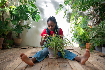 African American woman take care for indoor potted Chlorophytum plant sitting on wooden floor...