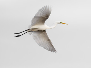 White heron flying , beauty