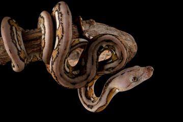 The Reticulated Python (Malayopython reticulatus) is a python species native to South and Southeast...