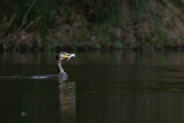 Kormoran