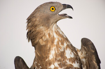 Short-toed eagle, Circaetus gallicus,  Wildlife recovery center. Bonassai, Alghero.SS, Sardinia....