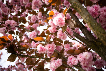 Japanese cherry sakura tree blossoming branches in sunlight