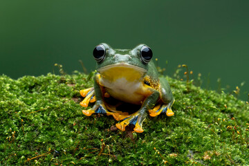 Green Flying frog (Rachophorus reinwardtii) native to Java, Indonesia.