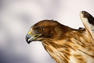 Common buzzard, Buteo buteo Centro recupero fauna selvatica. Bonassai, Alghero.SS, Sardegna. Italy - obrazy, fototapety, plakaty