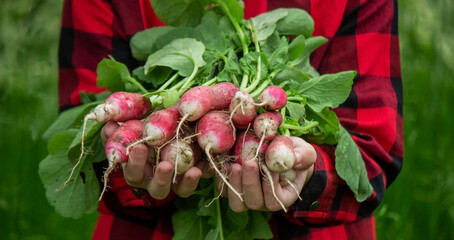 the child holds a bunch of radishes in his hands.