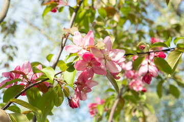 Close up pink flowers of a blossoming apple tree Malus floribunda siebold. Blurred foreground. Soft focus.