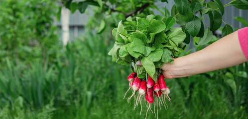 a farmer's hand holds a bunch of radishes.