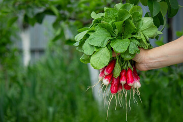 a farmer's hand holds a bunch of radishes.