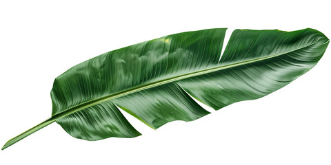  A vibrant green banana leaf, with distinct veins and sheen, isolated on a white background. cut out