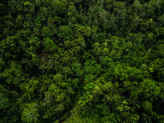 Aerial view of Dense natural jungle trees on the mountain hills during cloudy day. Heterogeneous forest. Concept for International Day of Forest, World Environment Day, Asian Rainforest.