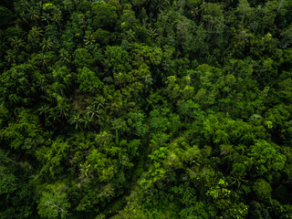 Aerial view of Dense natural jungle trees on the mountain hills during cloudy day. Heterogeneous...