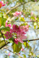 Close up pink flowers of a blossoming apple tree Malus floribunda siebold. Blurred foreground. Soft focus. Vertical photo
