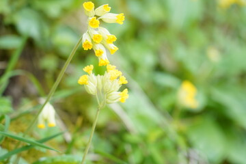 Closeup of horizontal yellow cowslips in spring. They are  protected  in Switzerland.