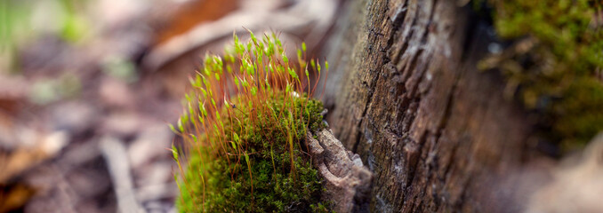 Moss close-up, nature of Ukraine, summer, small plants, greenery, background, for collage