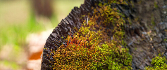 Moss close-up, nature of Ukraine, summer, small plants, greenery, background, for collage