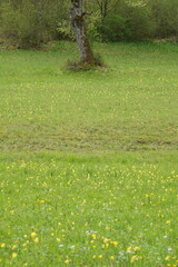 Green meadow full of yellow cowslips at the edge of the forest in spring. Vertical view.