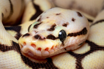 Closeup head of Ball Python Morph. The species is one of the most popular pet snake.