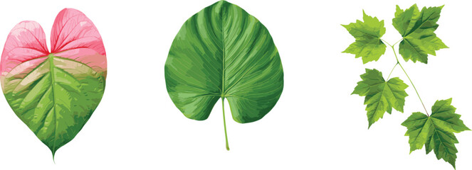 set of exotic big leaf green interior home plant for decoration and different foliage leaves  - obrazy, fototapety, plakaty