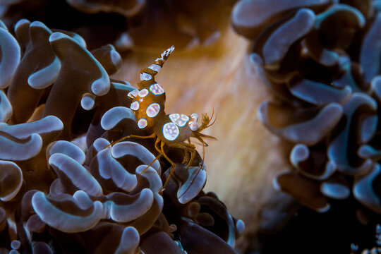 Squat shrimp or Anemone shrimp (Thor amboinensis). Lembeh Strait, North Sulawesi, Indonesia.