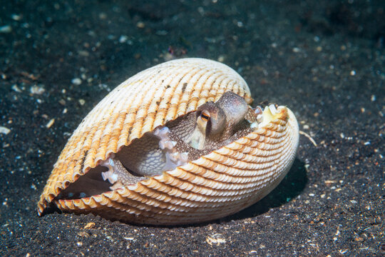 Veined or Coconut octopus (Amphioctopus marginatus) hiding inside bivalve shells. Lembeh Strait, North Sulawesi, Indonesia. 