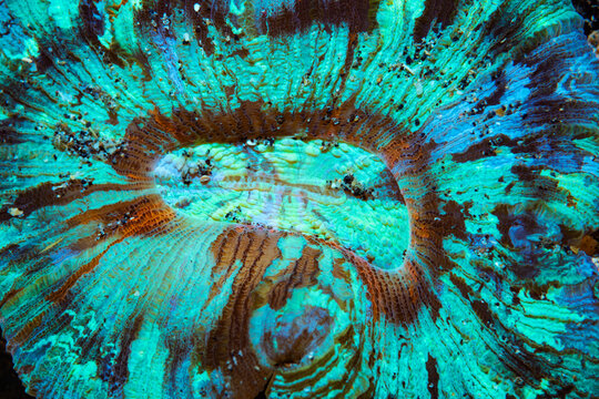 Open brain coral (Trachyphyllia geoffroyi) lives in symbiosis with zooxanthellae which are responsible for nutrition and the vibrant colours. Lembeh Strait, North Sulaweisi, Indonesia. 