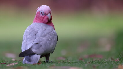 Colorful, pink and grey Galah (cockatoo, parrot), red eyes, looking over shoulder towards camera