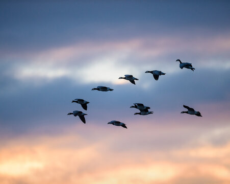 Barnacle geese (Branta leucopsis) flying in formation at dawn, Islay, Argyll, Scotland 