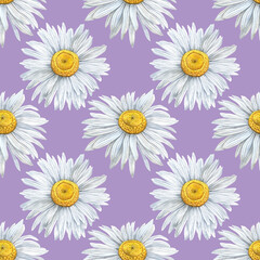 Seamless pattern of Hand Drawn watercolor floral plants camomile flowers. Herb flowers daisy. Botanical greenery chamomile flower illustration on lilac background. For fabric, wallpaper, wrapping