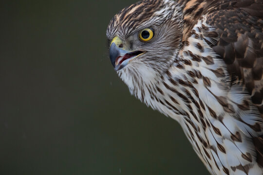 Goshawk (Accipiter gentilis) juvenile, portrait. Flatanger, Trondelag, Norway. February. 