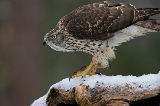 Goshawk (Accipiter gentilis) juvenile on snow covered branch. Flatanger, Trondelag, Norway. February. 