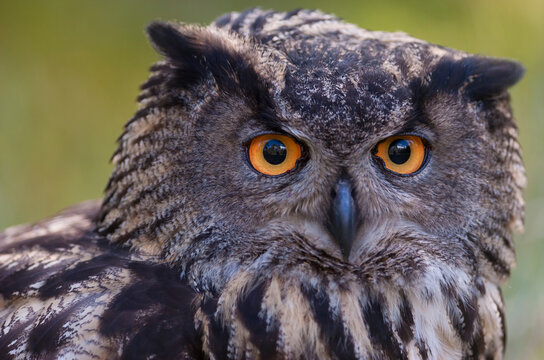 European eagle owl (Bubo bubo) portrait. Vastmanland, Sweden. May. Captive. 