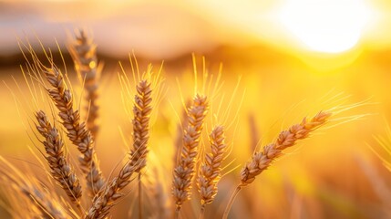 Harvest time ambiance with sunset in a wheat field, great for seasonal farming or countryside tranquility.