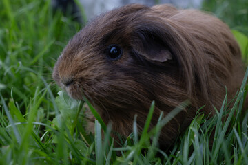 meerschweinchen tier natur langhaar