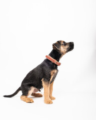 Obraz premium border terrier puppy