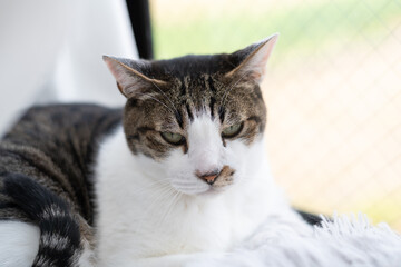 窓辺でくつろぐ可愛い猫　キジトラ白