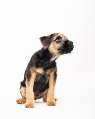 border terrier puppy