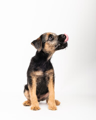 border terrier puppy