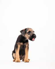 border terrier puppy