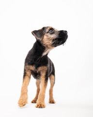 border terrier puppy
