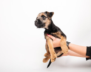 border terrier puppy