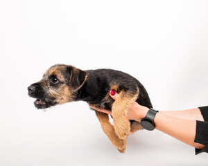 border terrier puppy