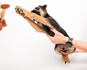 border terrier puppy