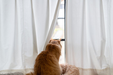 窓辺で座っている猫　茶トラ猫
