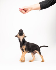 border terrier puppy