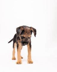 border terrier puppy