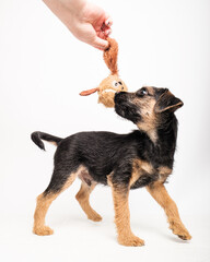 border terrier puppy