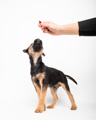 border terrier puppy
