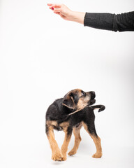 border terrier puppy